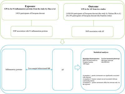 Genetically predicted inflammatory proteins and the risk of atrial fibrillation: a bidirectional Mendelian randomization study